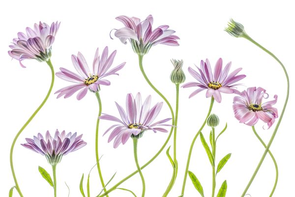 Cape Daisies