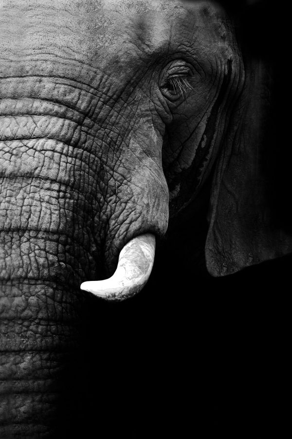Elephant Portrait