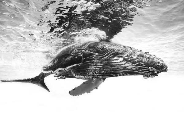 Humpback whale calf