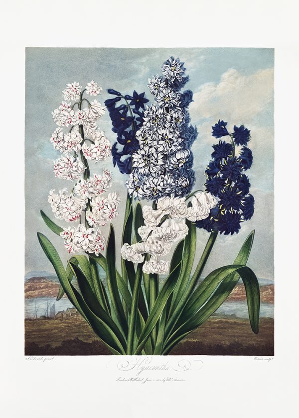 Hyacinths from The Temple of Flora (1807)