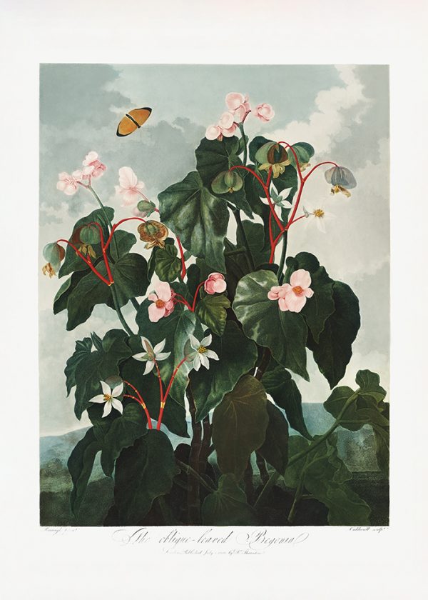 The Obliquea??Leaved Begonia from The Temple of Flora (1807)
