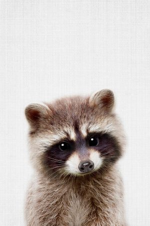 Peekaboo Raccoon