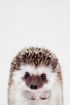Peekaboo Hedgehog
