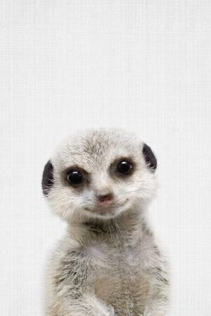 Peekaboo Baby Meerkat