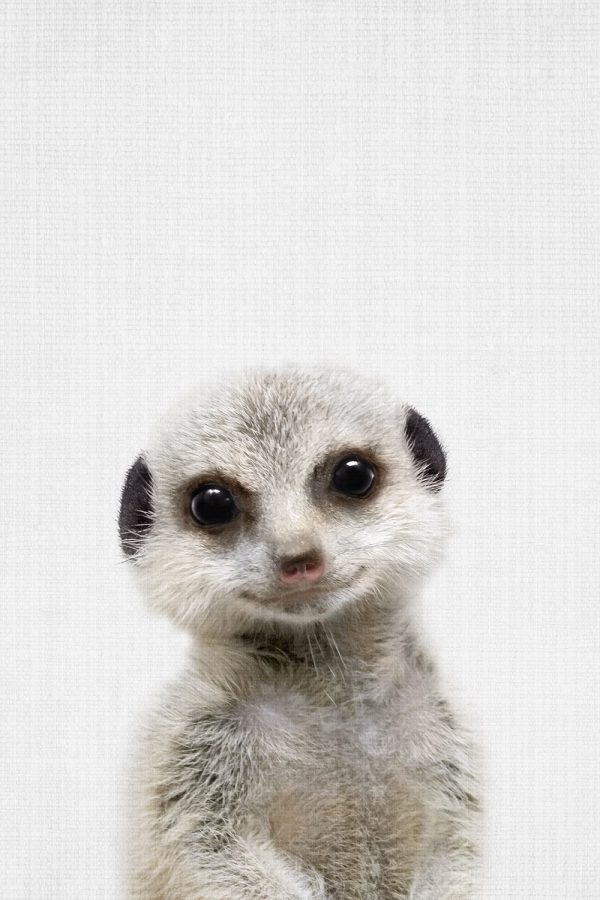 Peekaboo Baby Meerkat