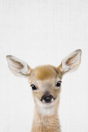 Peekaboo Baby Deer