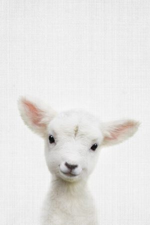 Peekaboo Baby Sheep