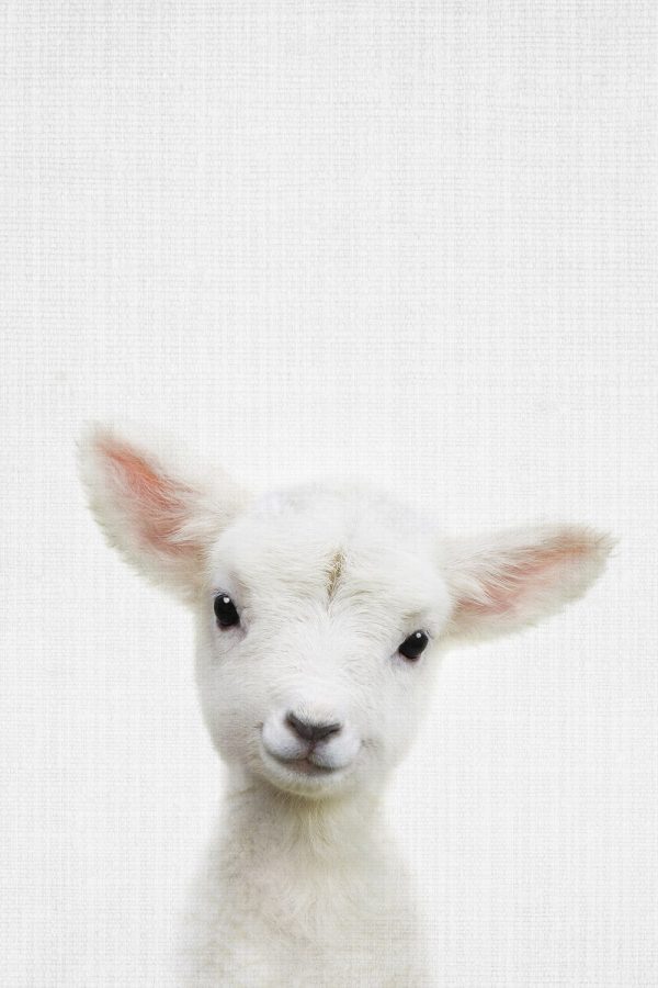 Peekaboo Baby Sheep