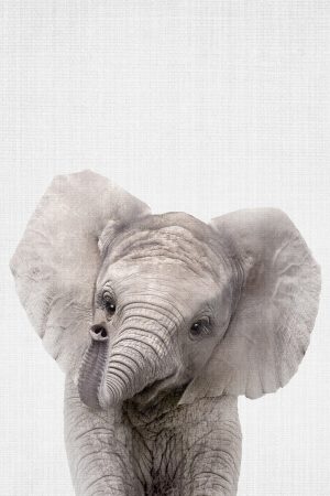 Peekaboo Baby Elephant
