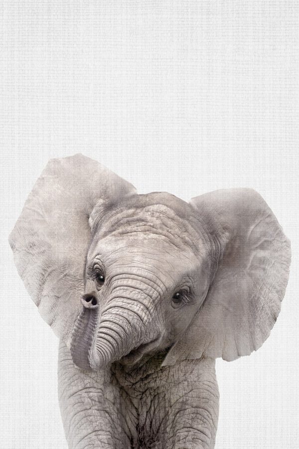 Peekaboo Baby Elephant