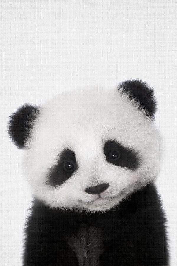 Peekaboo Baby Panda