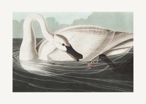 Trumpeter Swan From Birds of America (1827)