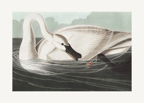 Trumpeter Swan From Birds of America (1827)