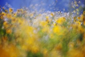 A tribute to Monet