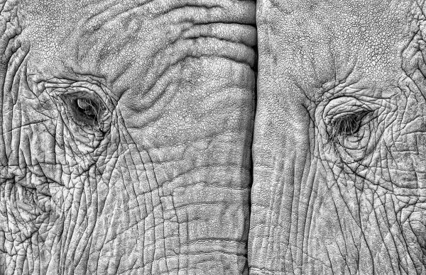 Two elephants