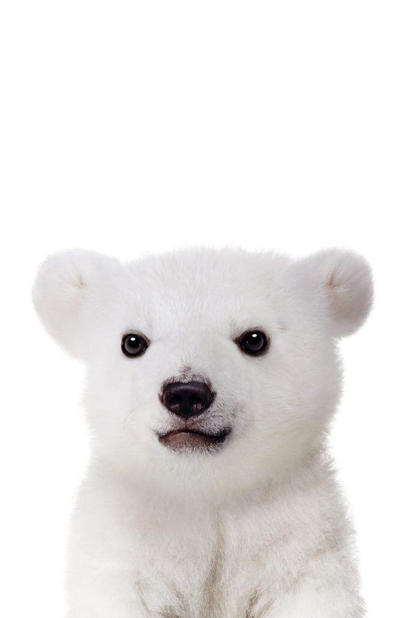 Peekaboo White Bear