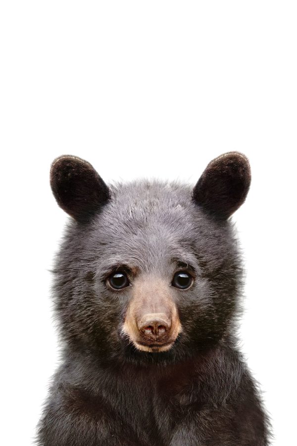 Peekaboo Black Bear