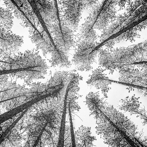 Tree Etching 002