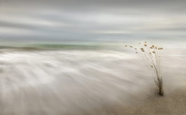 Ears in the Sea
